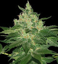 Semillas feminizadas de Afghan Kush - A GRANEL x 100