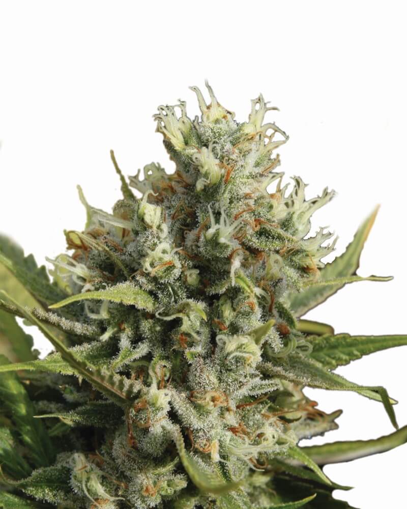 Amnesia Auto Feminisierte Samen