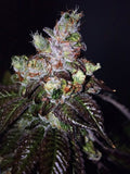 Semillas feminizadas de Island Punch Auto
