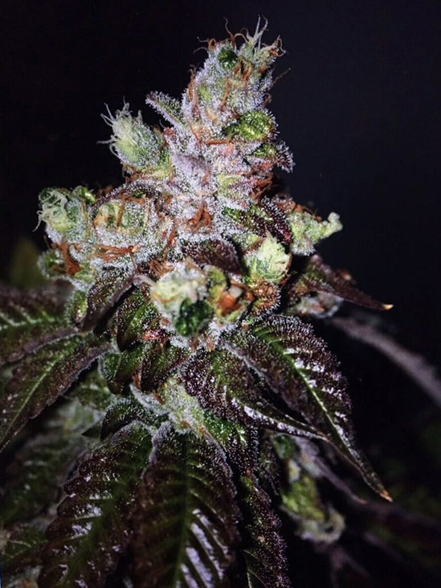 Semillas feminizadas de Island Punch Auto