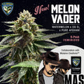 Melon Vader feminisierte Samen