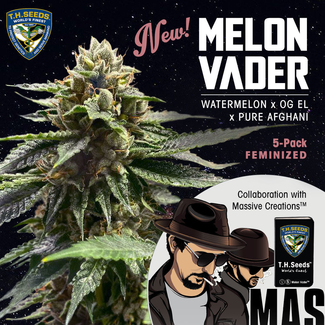 Semillas feminizadas de Melon Vader
