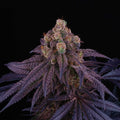 Red Red Wine Feminised Seeds