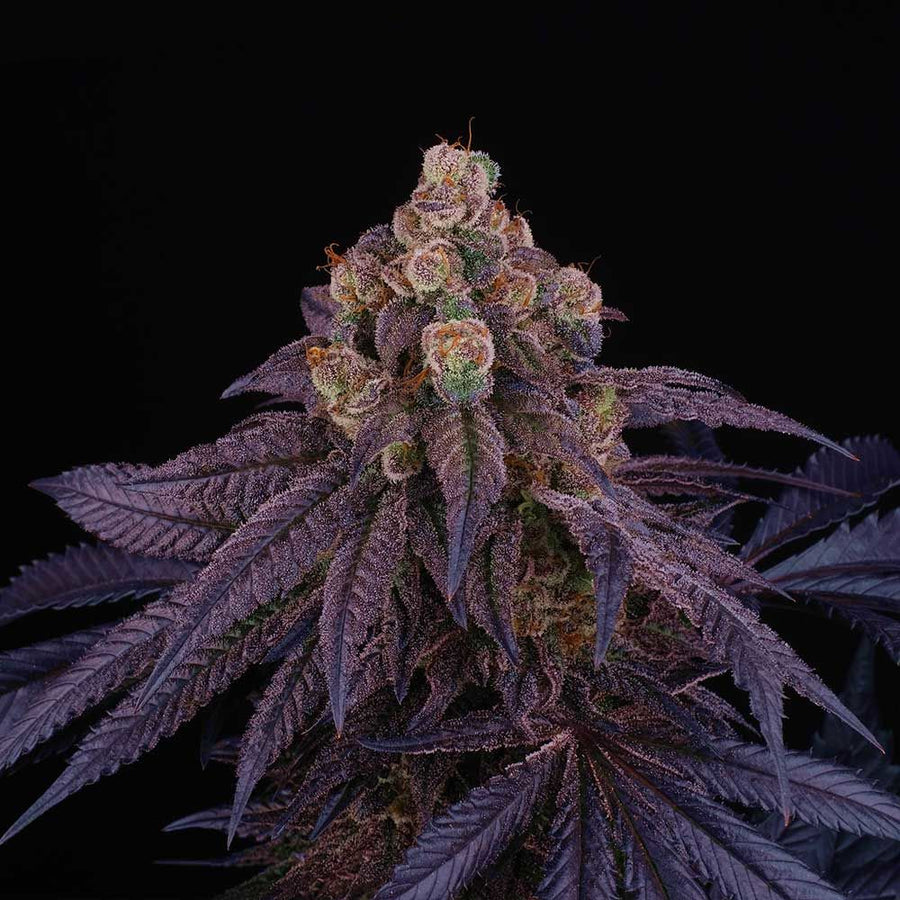 Red Red Wine Feminised Seeds