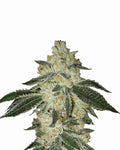 Aurora Indica Auto Feminisierte Samen