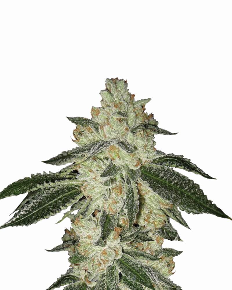 Aurora Indica Auto Feminisierte Samen