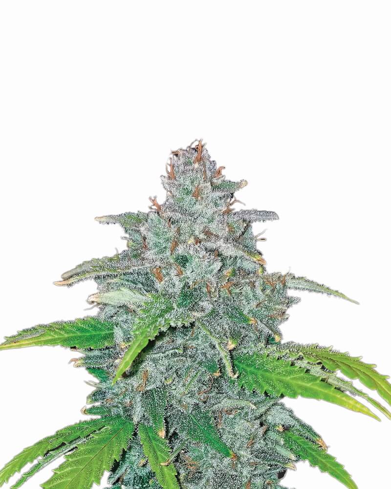 Blue Dream Auto Feminisierte Samen