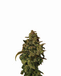 Somango XXL Auto Feminised Seeds