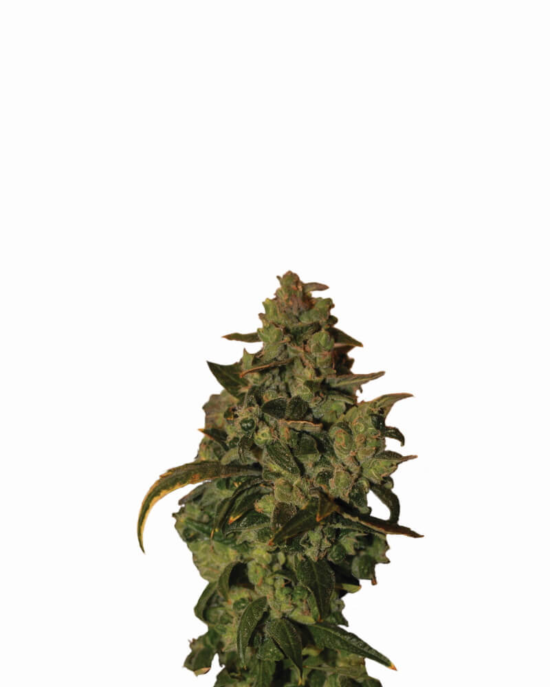 Somango XXL Auto Feminisierte Samen