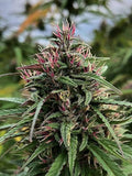 Semillas feminizadas de CBD Boax-Hindu