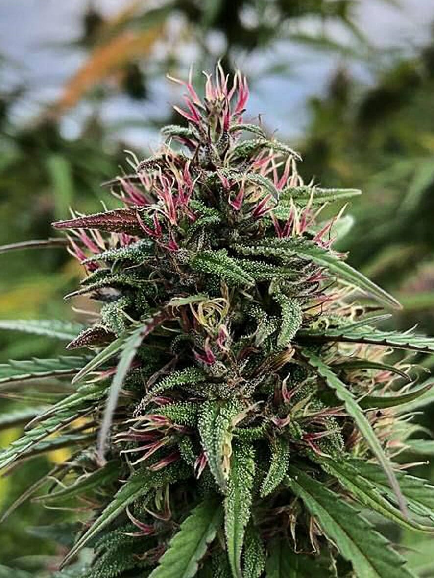 Boax-Hindu CBD Feminised Seeds