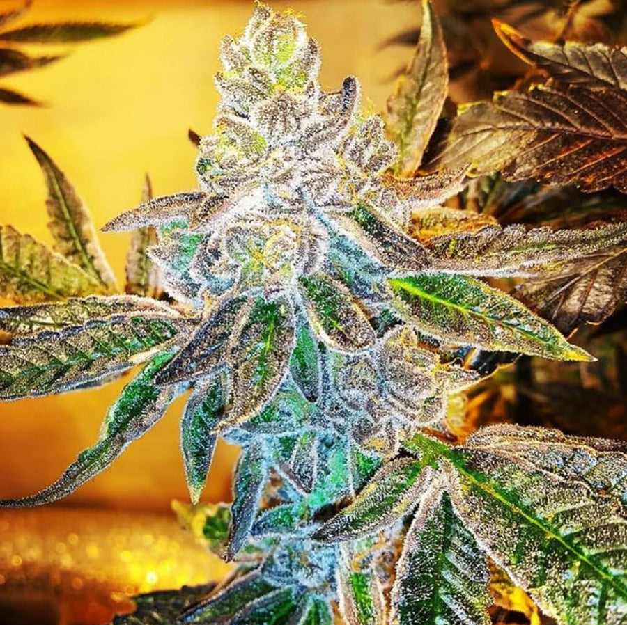 PCG Cookies x Watermelon Zkittlez Feminised Seeds