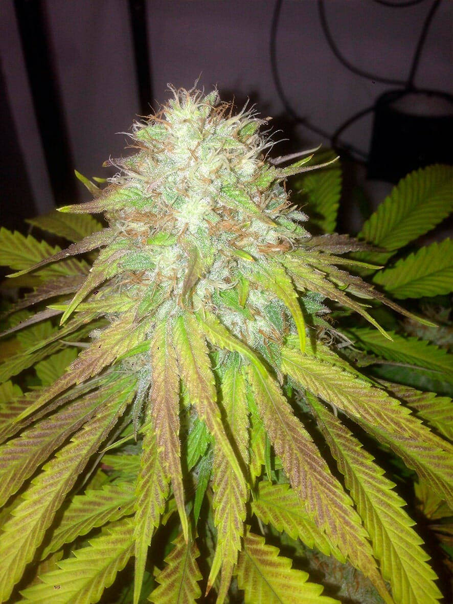 Semillas feminizadas de Boss Hogg Auto