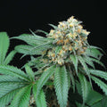 Peach Lassi Regular Seeds