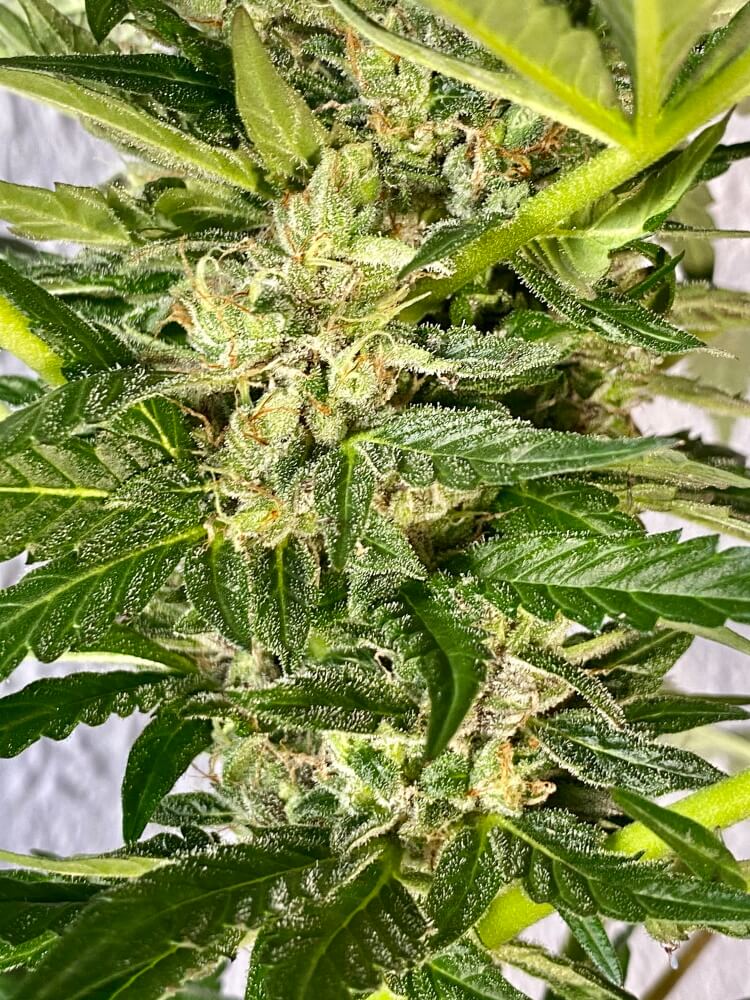 Zkittlez FAST Feminisierte Samen - Großpackung x 100