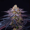 Rotten Apple Feminised Seeds
