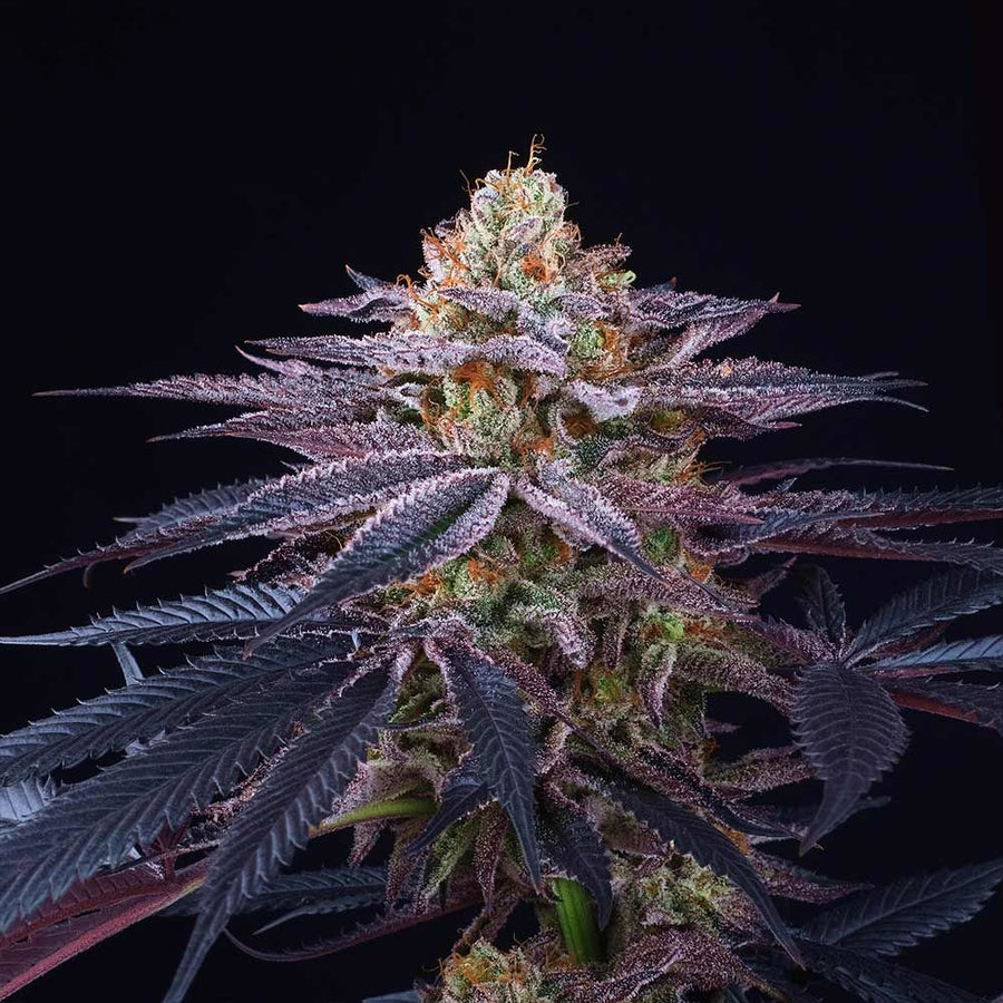 Rotten Apple Feminised Seeds