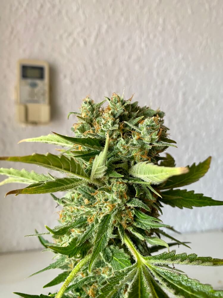Semillas feminizadas Platinum OG FAST - A GRANEL x 100