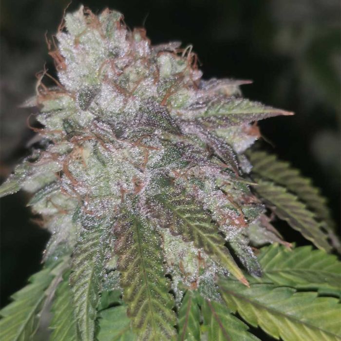 Runtzosa Feminised Seeds