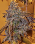 Purple #40 Feminised Seeds