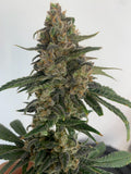 Medtonic CBD Feminised Seeds