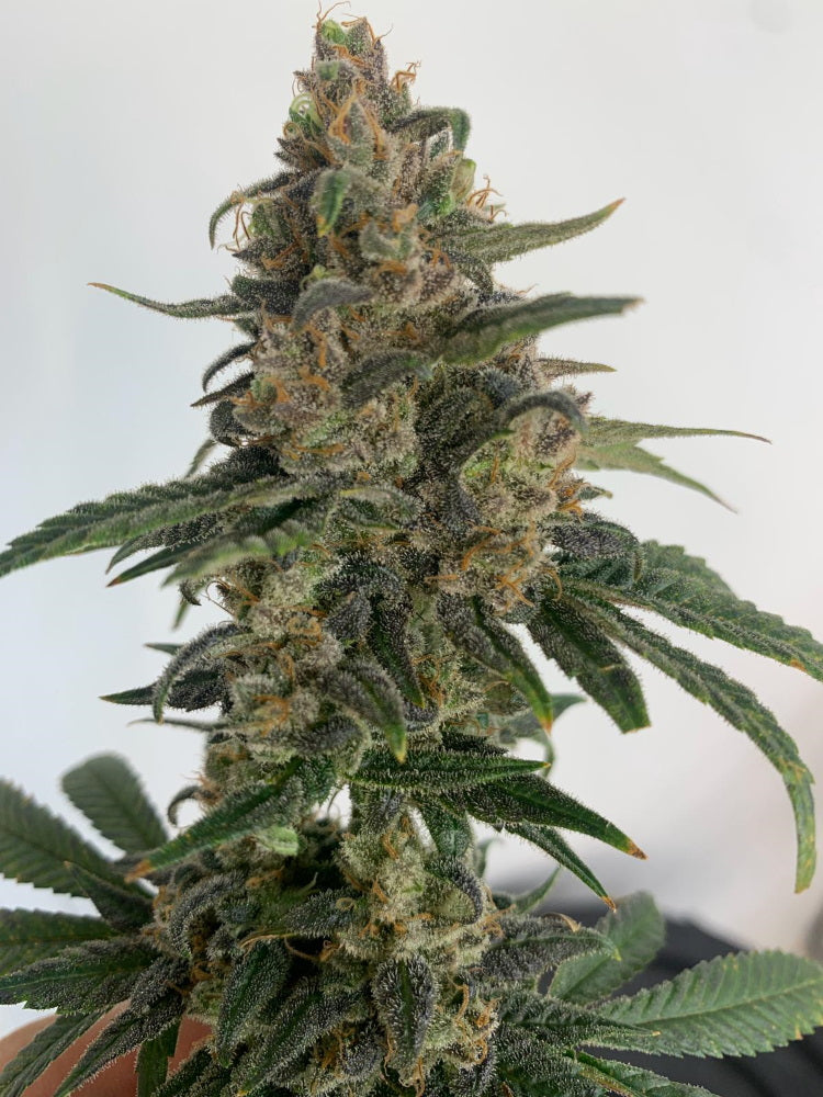 Medtonic CBD Feminised Seeds