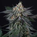 Zaizai Feminised Seeds
