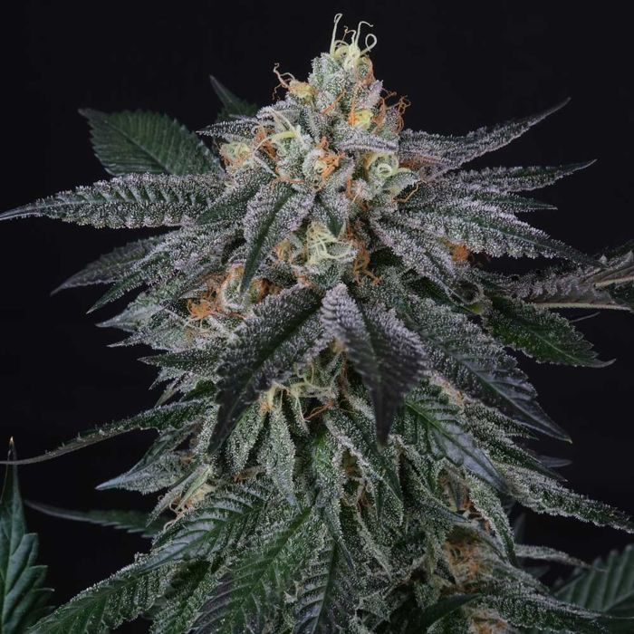 Zaizai Feminised Seeds