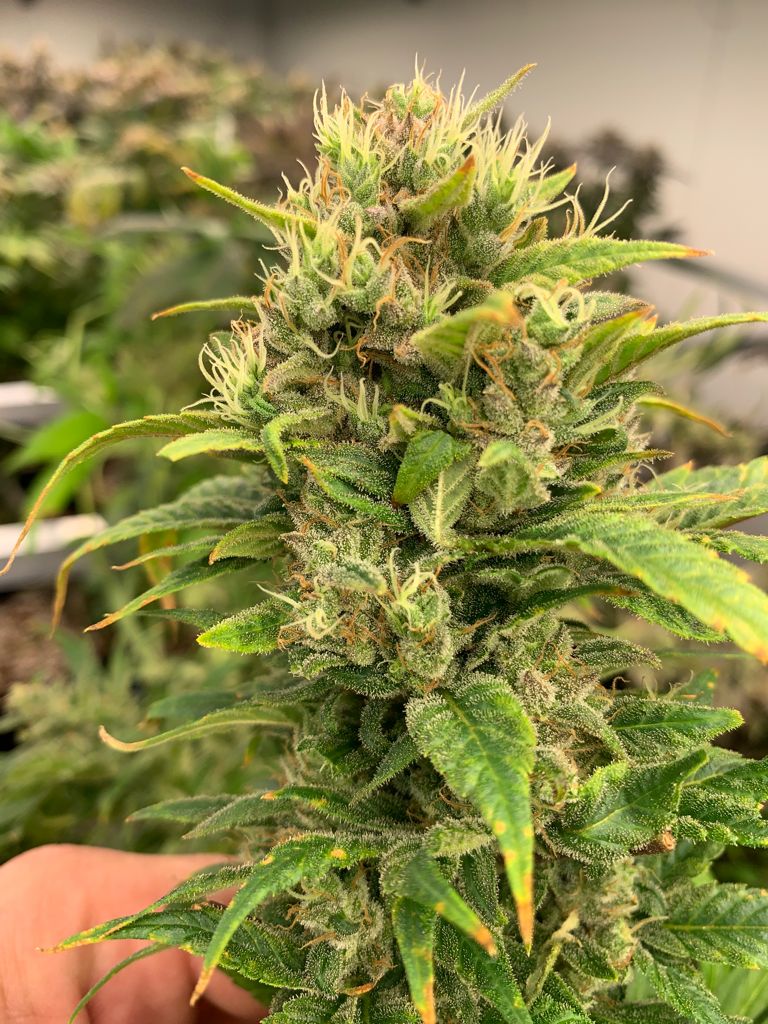 Remedy CBD Feminised Seeds