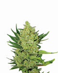 Big Bud Auto Feminisierte Samen