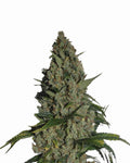 Amnesia Feminisierte Samen