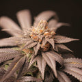 Cherry Tini Regular Seeds