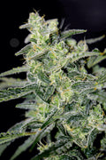 Hubbabubbahaze Auto Feminised Seeds