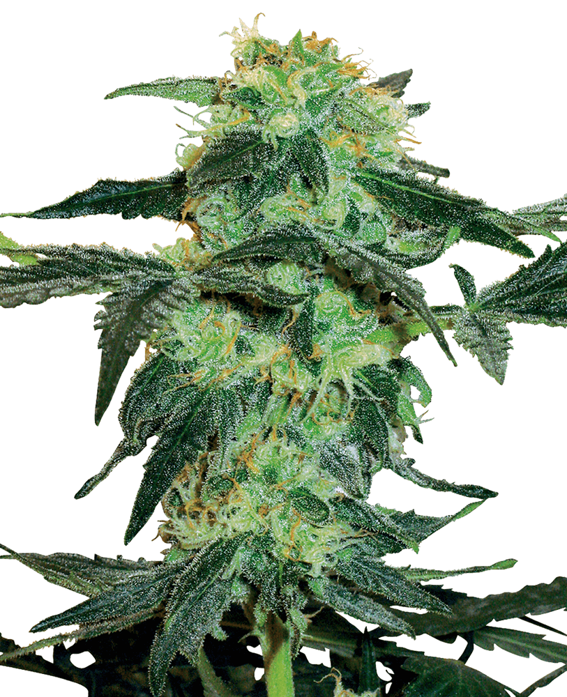 White Ice Regular Seeds