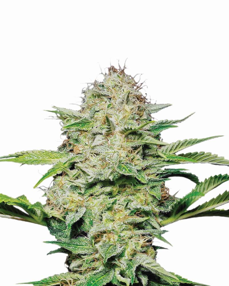 Hindu Kush Feminised Seeds