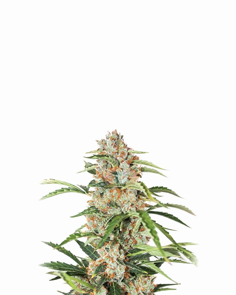 Orange Bud Auto Feminised Seeds