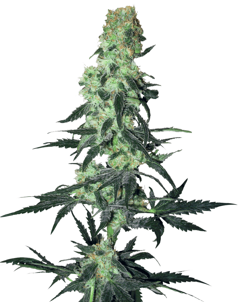 Amnesia White Regular Seeds
