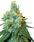 Semillas regulares de Jack Herer de marca blanca