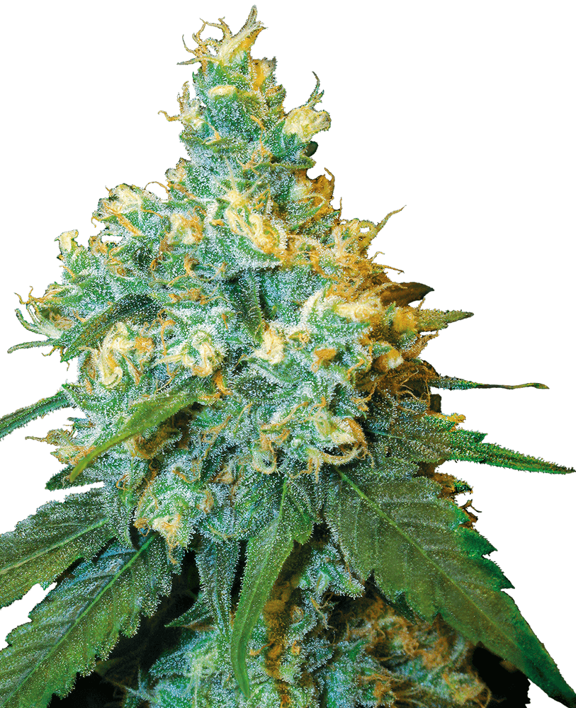 White Label Jack Herer Regular Seeds