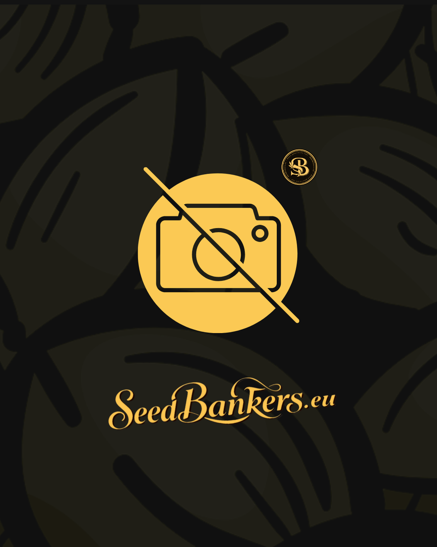 Papaya Jealousy Feminised Seeds