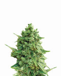 Semillas feminizadas Hawaii Maui Waui Auto