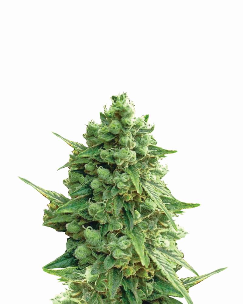 Semillas feminizadas Hawaii Maui Waui Auto