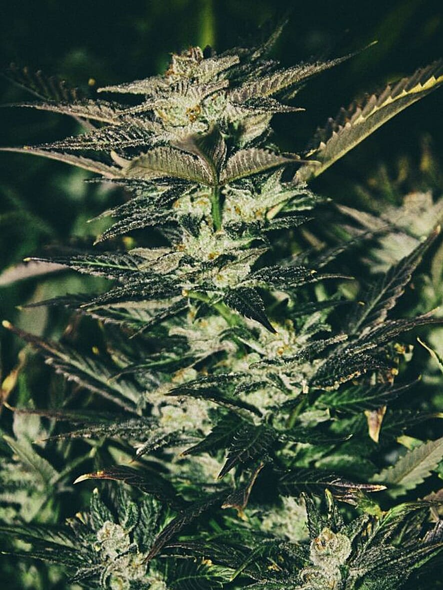 Semillas feminizadas Júpiter OG Kush