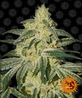 Semillas regulares de Afghan Hash Plant