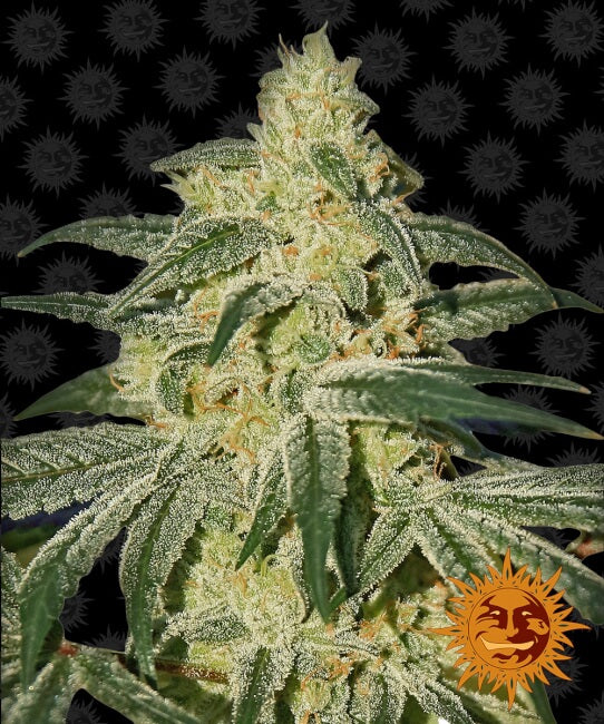 Semillas regulares de Afghan Hash Plant