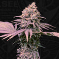 London Mint Cake feminisierte Samen