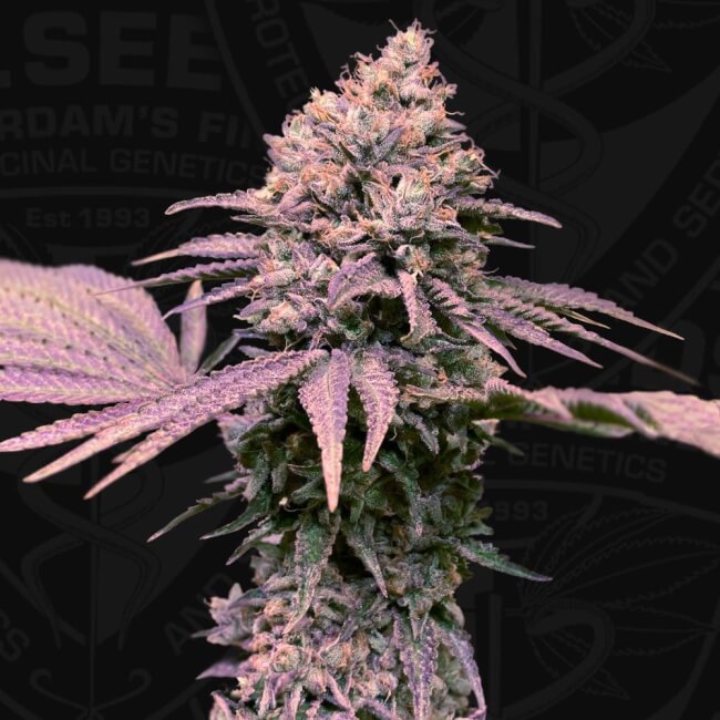 Semillas feminizadas de London Mint Cake