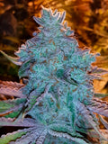 Semillas feminizadas de Girl Scout Cookies Auto