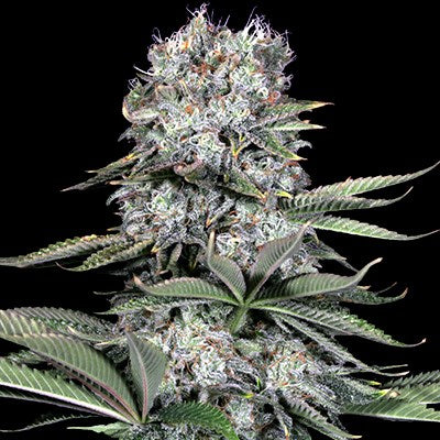 Runtz 13 Feminised Seeds