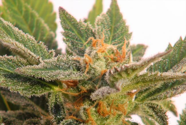 Super Silver Haze Auto Feminisierte Samen - Großpackung x 100